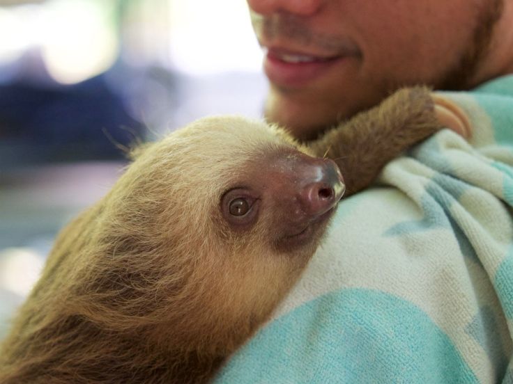 Visit a sloth sanctuary in Costa Rica with your beautiful Tica.
